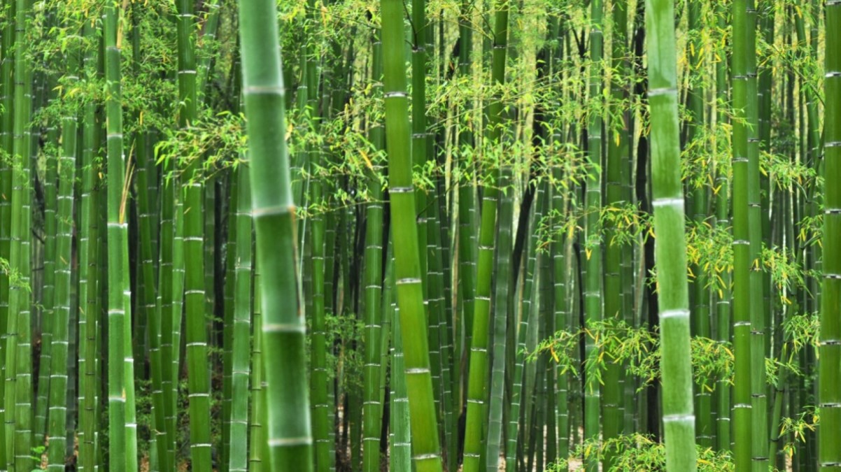 Bamboo Trees in Grove