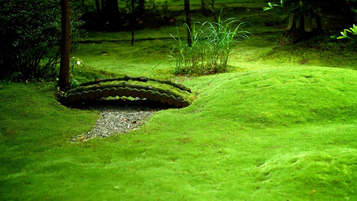 Japanese Moss Lawn