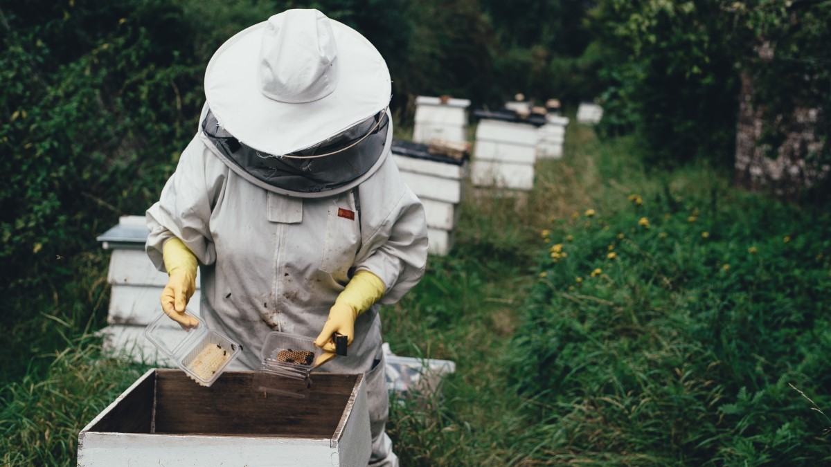 Harvesting Honey From Bee Hive Photo credit: Annie Spratt on Unsplash