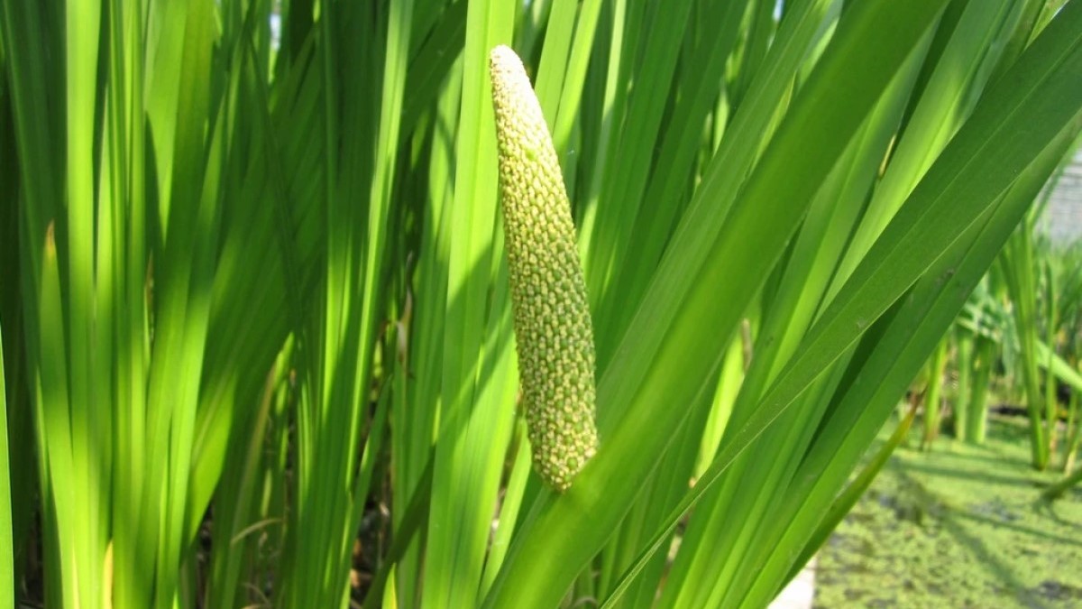 Acorus Calamus Essential Oil