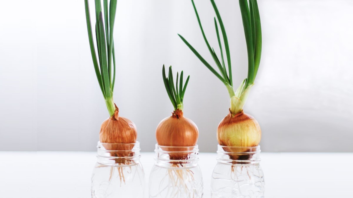 Regrowing Sprouted Onion Bulbs