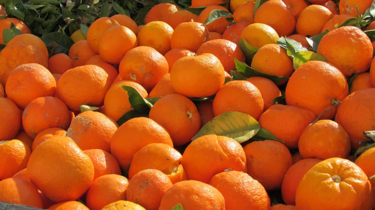 Seville Oranges Photo credit: Juliana Martinez Atienza on Unsplash