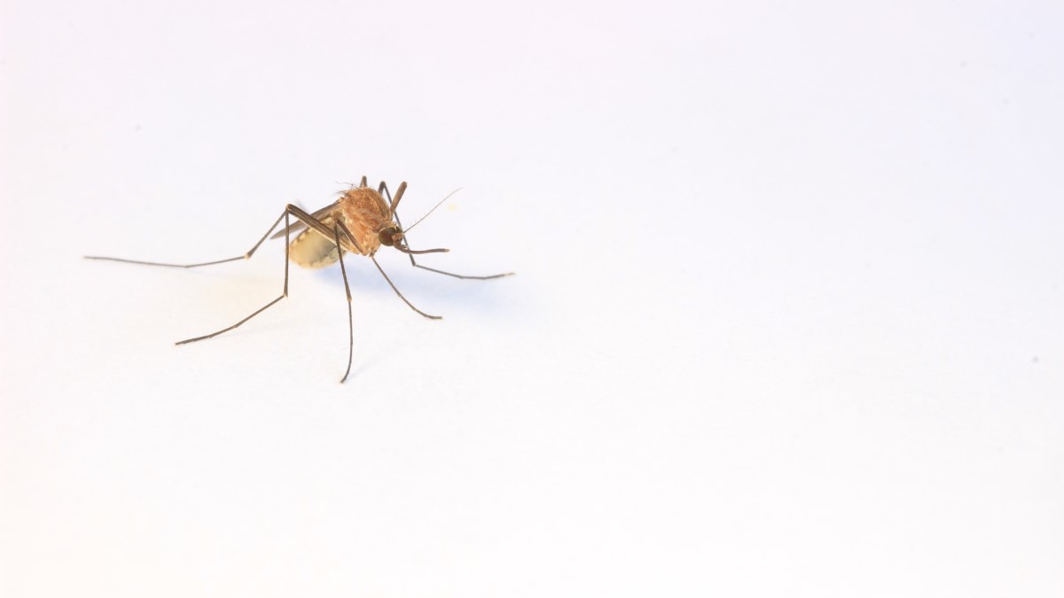 Mosquito Insect Photo courtesy: Cameron Webb on Unsplash