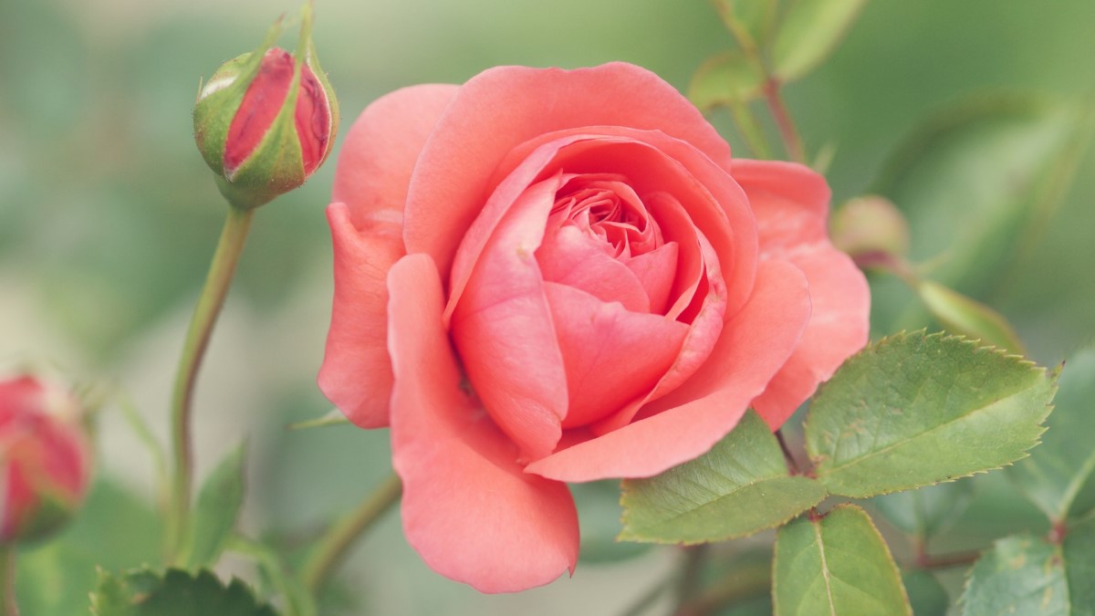 Rose Photo credit: Shannon Baldwin on Unsplash