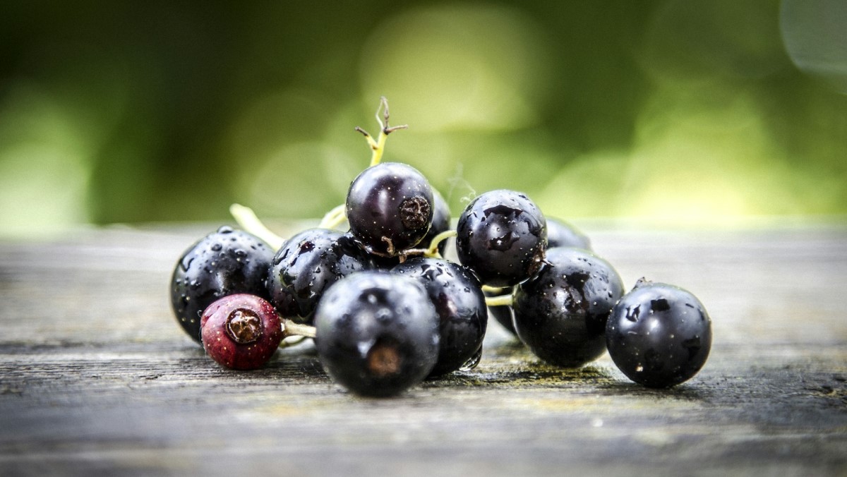 Black Currants Photo credit: Anton on Unsplash